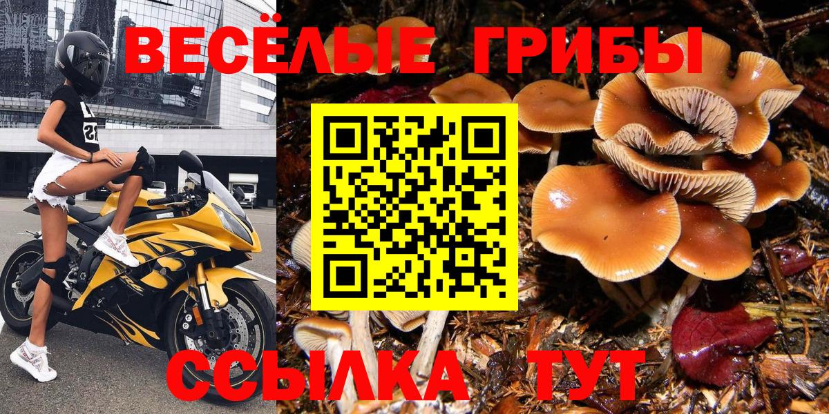 Псилоцибиновые грибы Psilocybe  Вход с VPN  Москва 